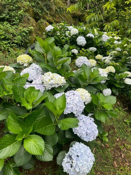 嵐山再古坑。五元兩角 木馬古道2806238