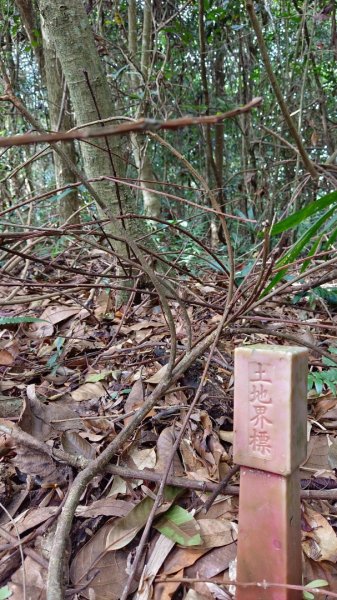 谷關三雌~白冷山~1882034