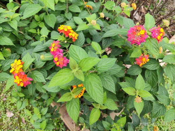 內湖大港墘公園、西湖圖書館、湖光教會、737巷美食街2729400