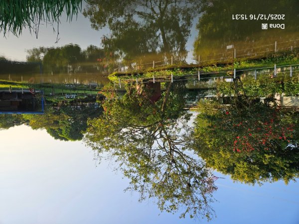 20251216太平山石門山小粗坑山O型+蕃薯藤TINA廚房2972649