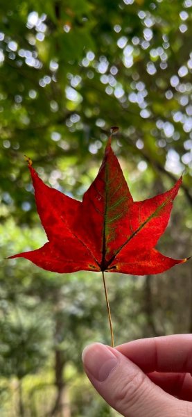 馬那邦山（珠湖登山口）2933965