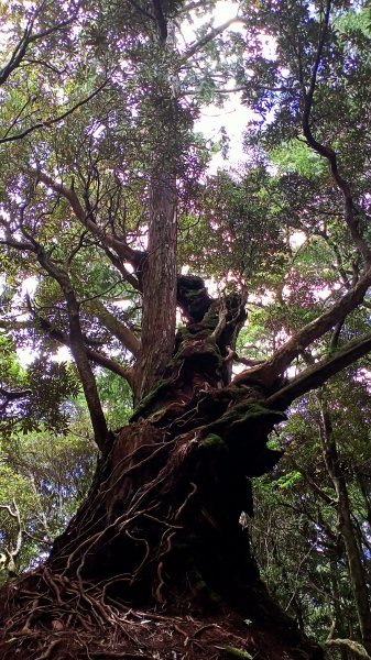 塔曼山：新北市第一高峰之樹的國度1860915