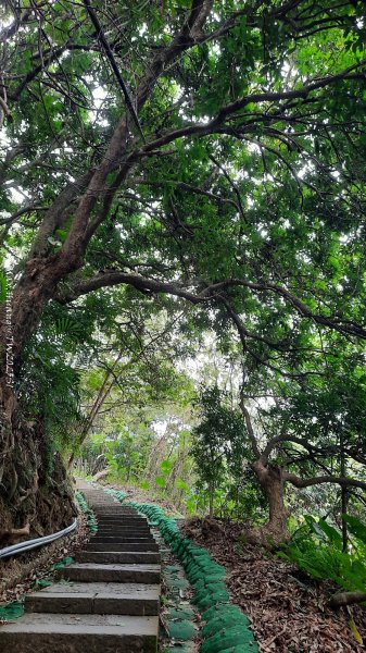 《台中》樹中有樹｜大坑步道6上7下O繞202502082708609