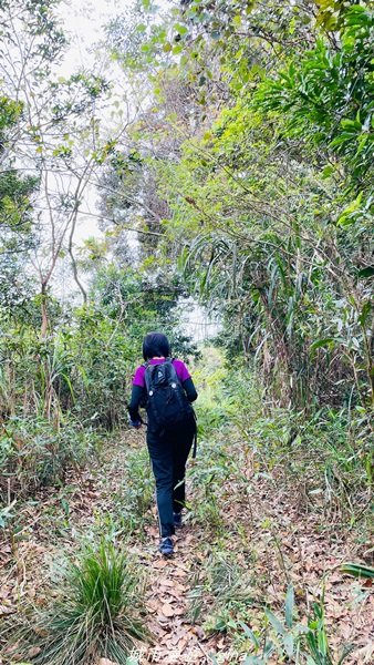 【台東。大武】一路搖晃碰碰車。小百岳集起來。  編號95小百岳-加奈美山步道1640913