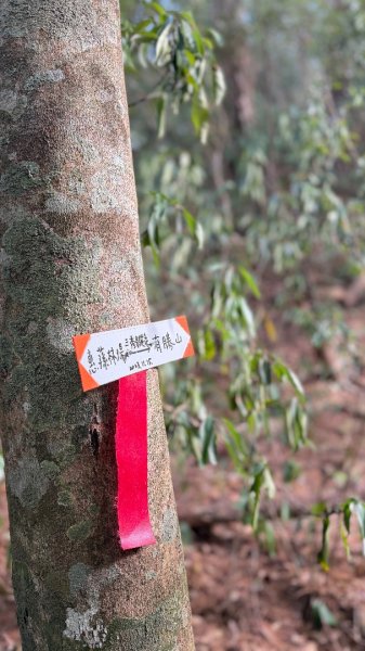 埔里六秀 《有勝山 2105m》2025 12/132961230