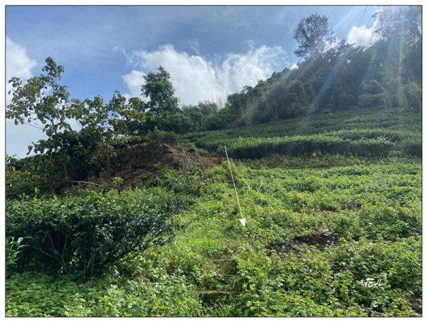 樟湖山 右上左下 (雲林、古坑)2846318