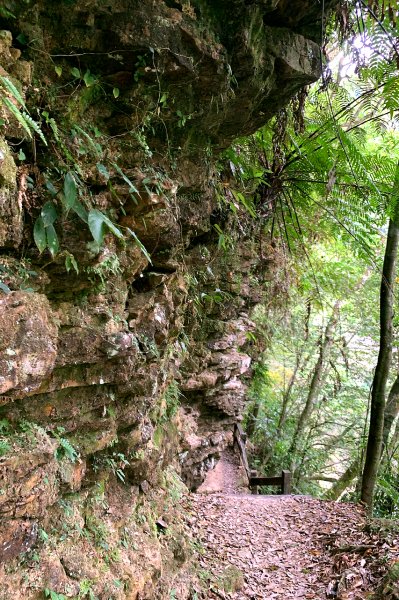 新北坪林｜金瓜寮魚蕨步道｜夏日親水野溪小徑1574134