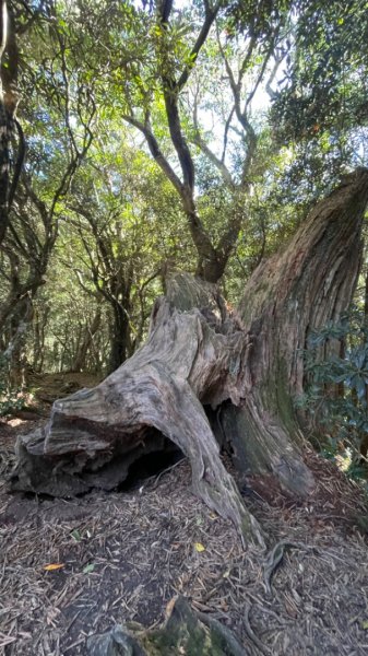 塔魔巴2天1夜來回/復興尖-四稜溫泉2357243