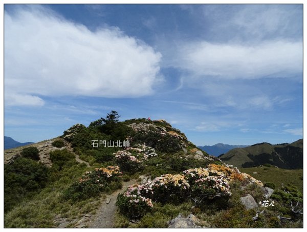 哈哈山~石門北峰/杜鵑花開1372541