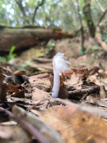 1130511夫拉縱走2500149