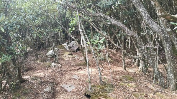 20251010 大雪山國家森林遊樂區 - 船型山林道 登 烏石坑山2911177
