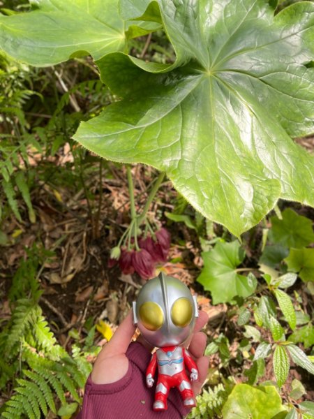 大屯西南稜-上大屯尋找八角蓮採野🥬-貴子坑連走六峰2756157