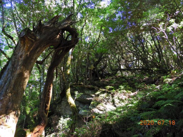 桃園 復興 把家灣山、低陸山1036242