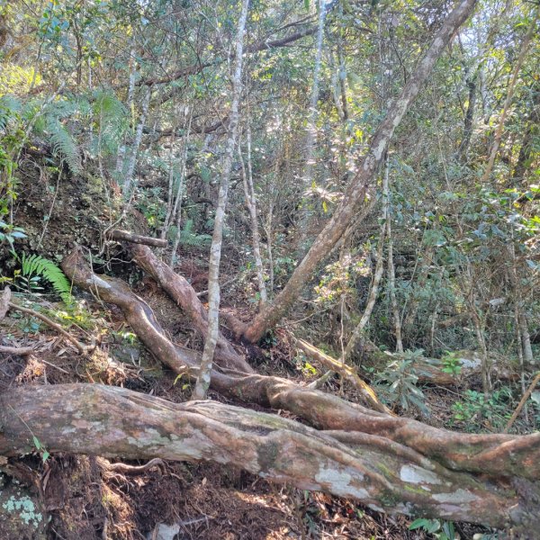 橫嶺山登山步道1638191