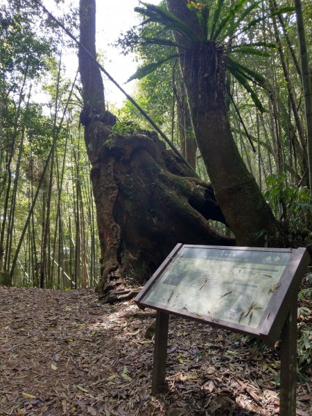 石壁山(小百岳#55)及嘉南雲峰。穿越武俠電影場景之孟宗竹林區1363353