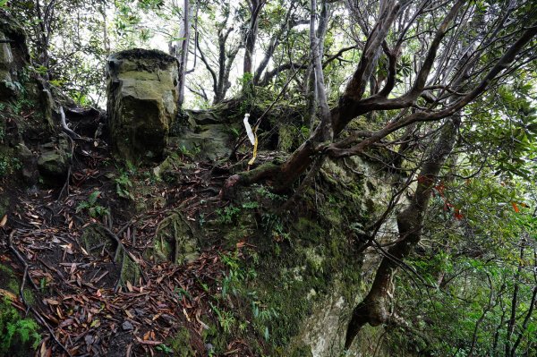 新竹 尖石 魯壁山、東穗山2365953