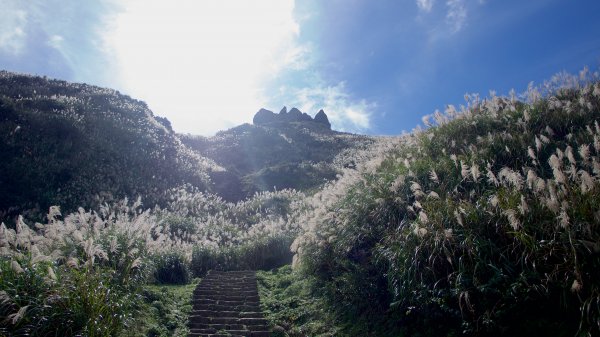 黃金三稜（茶壺山稜）480962