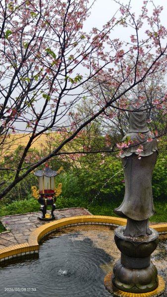#中山樓 #陽明公園 #十八份 #吉野櫻 #墨染櫻（花葉同開） #山海觀馬場 #黃花風鈴木3011417