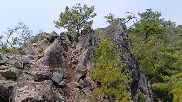 東卯山東南稜原路往返（德芙蘭步道小o繞）尋找失落的石觀音2082158