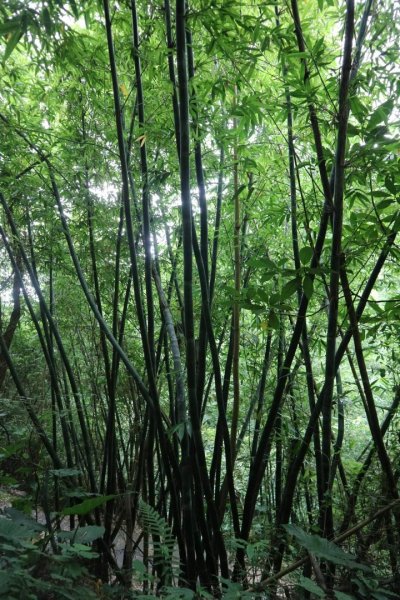 〔北投〕半嶺吊橋 半嶺水圳古道 半嶺瀑布 松溪瀑布。剛完工不久，滿滿森林芬多精的半嶺水圳步道2220905