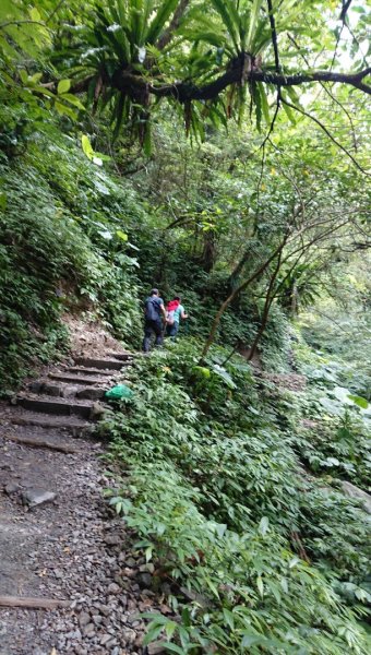 絕美抹茶山“聖母登山步道” 629010