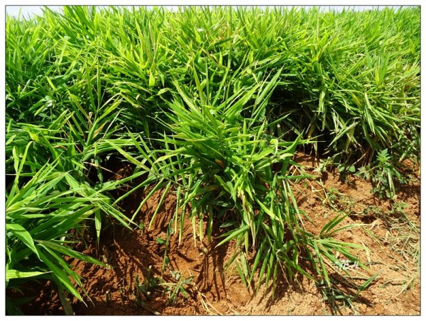 彰化/橫山觀日步道636167