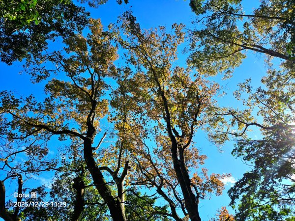 20251229石龜坑山上白石山下白石埤O走+阿姆坪2976683