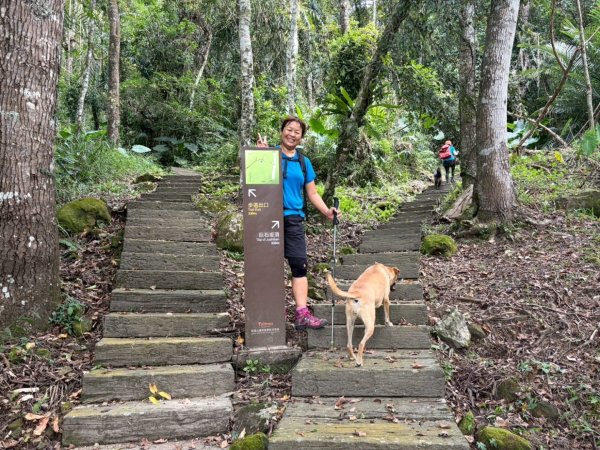 阿里山達娜伊谷、里美避難步道、巨石板步道2909945