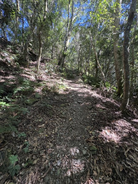 20251116鳴海山、網子山登山步道2938391