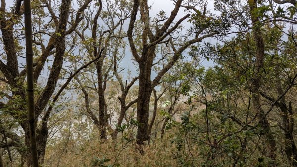 橫龍山、橫龍古道2682916