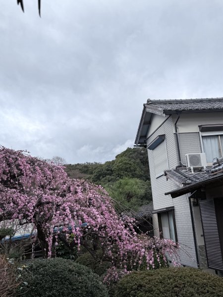 熊野古道中邊路D1 紀伊田邊、潮見峠O繞 2025.3.162744366