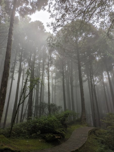 阿里山森林遊樂區2165553