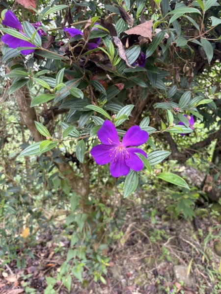 20251019伍龍步道-梅峰-竹子尖山-福光山2924085