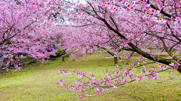 天元宮的櫻花255363