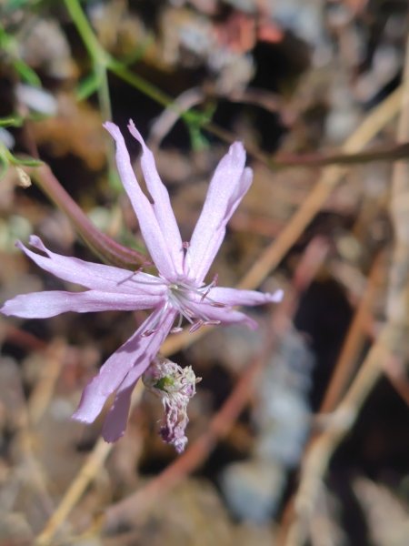 東埔走八通關古道訪龍貓公車繞對關山O型2962770