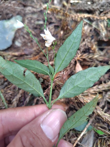 多納六秀 京大山2957533