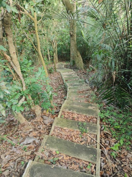 香路古道(巡護中路徑不明顯)暫時不要去2529792