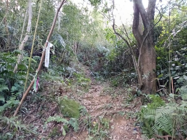 基隆市/萬里區界寮縱走之三界山+三界山西峰+開眼尖山+七分寮山+瑪七產道山泉水接水亭2979592