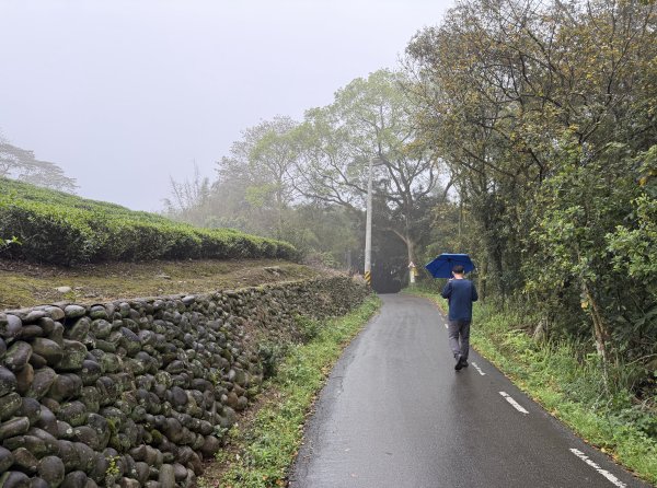 [樟之細路_第一大段RSA06] 2026_0329 打牛崎古道3027152