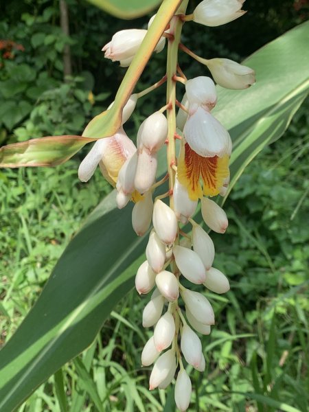 20240608高雄北旗尾南山-北旗尾山-旗尾山2523599