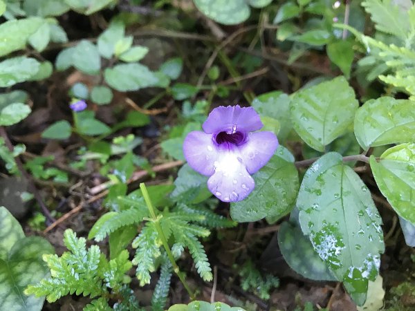 ~  賞秋芒  --  草嶺古道  ~1523262