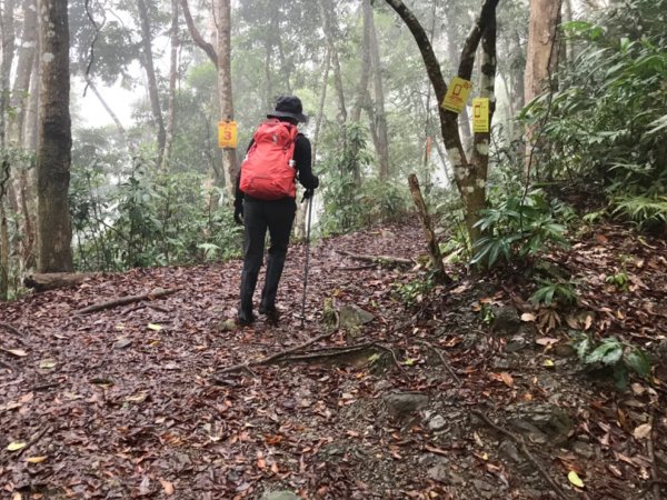 水雲之鳳 上島山491294