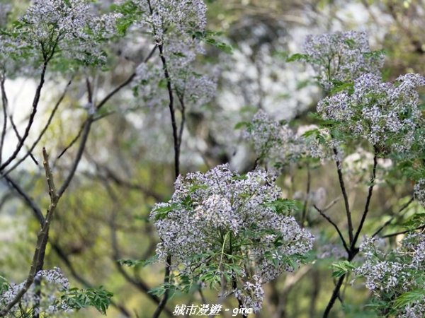 【台中大肚】大肚萬里長城登山步道3023832