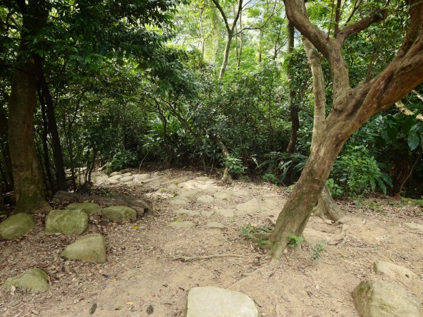 [淡蘭古道] 2026_0523 南路第一段_福州山步道3069328