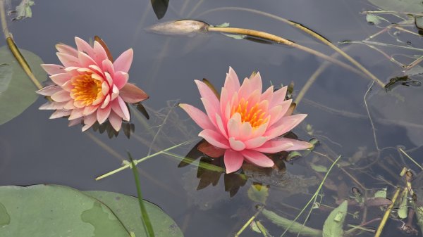 今年最美賞桐花秘境，瑪西賞桐步道，基隆七堵富民親水公園對岸。瑪陵坑溪秘境，台版亞馬遜雨林，苓蘭生態公2782133