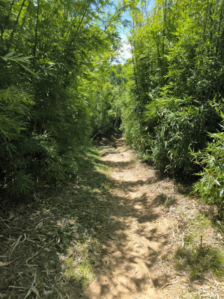 20250815微笑山線大棟山系百年大榕樹段2859910