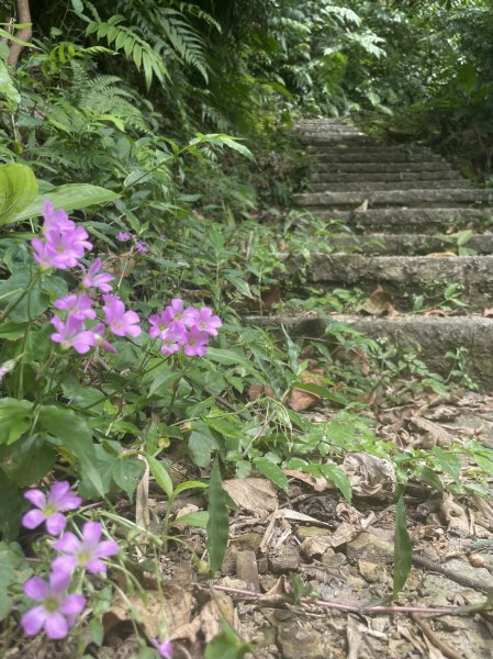 小百岳編號14-土庫岳、土庫岳東峰、山豬淚湖、山豬窟尖、山豬窟尖西南峰2154786