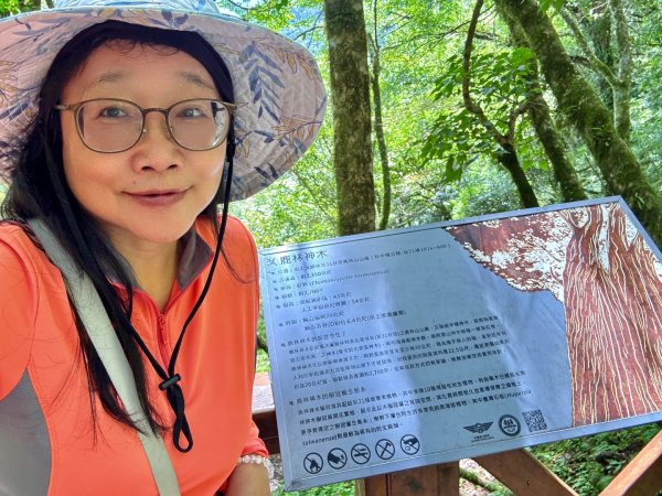 新中橫看玉山 首訪鹿林神木2836996