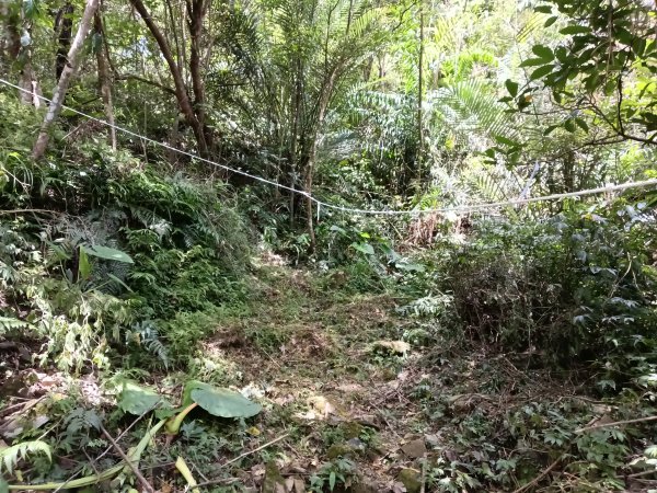 坪林區大舌湖漁光國小通學古道(保甲路古道)去回+大舌湖2844940