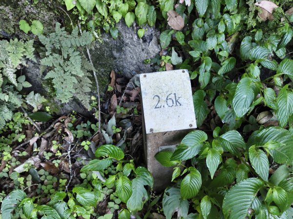 [玉山尋寶任務-07/12] 2025_0824 八通關雲龍瀑布步道2870545